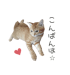 猫写真スタンプ❤️保護猫達の日常会話（個別スタンプ：39）