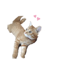 猫写真スタンプ❤️保護猫達の日常会話（個別スタンプ：40）