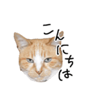 茶白の華さん（個別スタンプ：1）