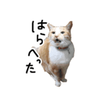 茶白の華さん（個別スタンプ：3）