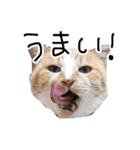 茶白の華さん（個別スタンプ：4）