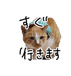 茶白の華さん（個別スタンプ：5）