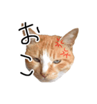 茶白の華さん（個別スタンプ：7）