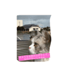 ちょとだけ毒舌猫さん（個別スタンプ：1）