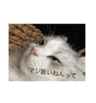 ちょとだけ毒舌猫さん（個別スタンプ：2）