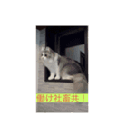 ちょとだけ毒舌猫さん（個別スタンプ：3）
