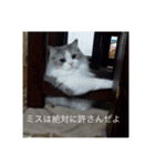ちょとだけ毒舌猫さん（個別スタンプ：4）