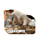 ちょとだけ毒舌猫さん（個別スタンプ：5）