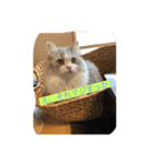 ちょとだけ毒舌猫さん（個別スタンプ：6）