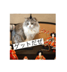 ちょとだけ毒舌猫さん（個別スタンプ：7）