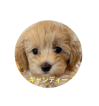 momo ＆candy（個別スタンプ：2）