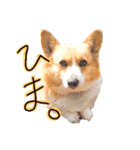 佐々木チョコちゃん（個別スタンプ：1）