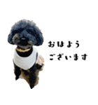 犬との日常 v1（個別スタンプ：1）