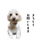 犬との日常 v1（個別スタンプ：3）