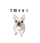 犬との日常 v1（個別スタンプ：4）