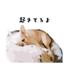 犬との日常 v1（個別スタンプ：7）