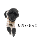 犬との日常 v1（個別スタンプ：9）