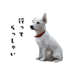 犬との日常 v1（個別スタンプ：10）