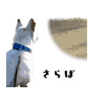 犬との日常 v1（個別スタンプ：11）