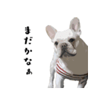 犬との日常 v1（個別スタンプ：12）