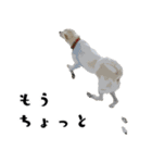 犬との日常 v1（個別スタンプ：13）