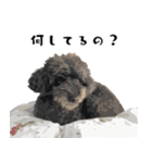 犬との日常 v1（個別スタンプ：15）