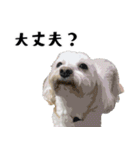 犬との日常 v1（個別スタンプ：16）