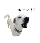 犬との日常 v1（個別スタンプ：17）
