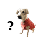 犬との日常 v1（個別スタンプ：18）