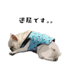 犬との日常 v1（個別スタンプ：19）
