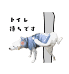 犬との日常 v1（個別スタンプ：21）