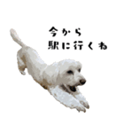 犬との日常 v1（個別スタンプ：22）