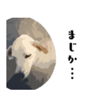犬との日常 v1（個別スタンプ：23）