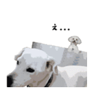 犬との日常 v1（個別スタンプ：24）