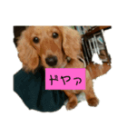 きなこすたんぷ第2弾（個別スタンプ：1）