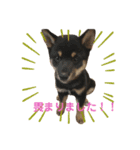豆柴サラ♂〜仔犬時代②〜（個別スタンプ：1）