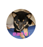 豆柴サラ♂〜仔犬時代②〜（個別スタンプ：2）