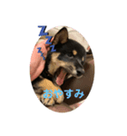 豆柴サラ♂〜仔犬時代②〜（個別スタンプ：3）