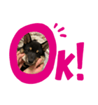 豆柴サラ♂〜仔犬時代②〜（個別スタンプ：5）