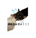 豆柴サラ♂〜仔犬時代②〜（個別スタンプ：6）