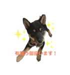 豆柴サラ♂〜仔犬時代②〜（個別スタンプ：7）