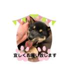 豆柴サラ♂〜仔犬時代②〜（個別スタンプ：8）