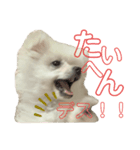 コトコトコットン 敬語編（個別スタンプ：3）