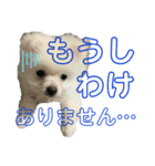 コトコトコットン 敬語編（個別スタンプ：4）