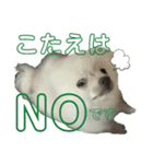 コトコトコットン 敬語編（個別スタンプ：6）