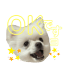 コトコトコットン 敬語編（個別スタンプ：7）