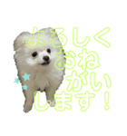 コトコトコットン 敬語編（個別スタンプ：8）