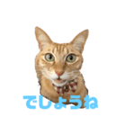 キジトラ姉妹ダラダラスタンプ（個別スタンプ：5）