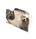 みこまこぐるたった！（個別スタンプ：3）
