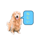 愛犬 ゴールデンレトリバー（個別スタンプ：1）